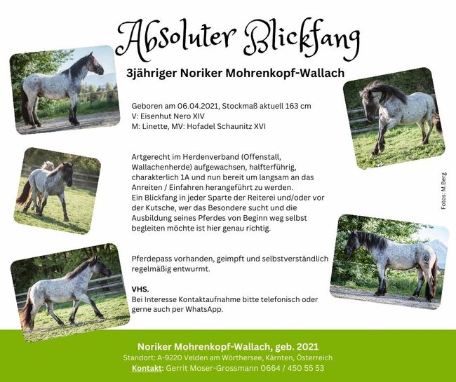 Noriker Mohrenkopf-Wallach, geb. 2021, Andrea, Pferd kaufen, Velden am Wörthersee