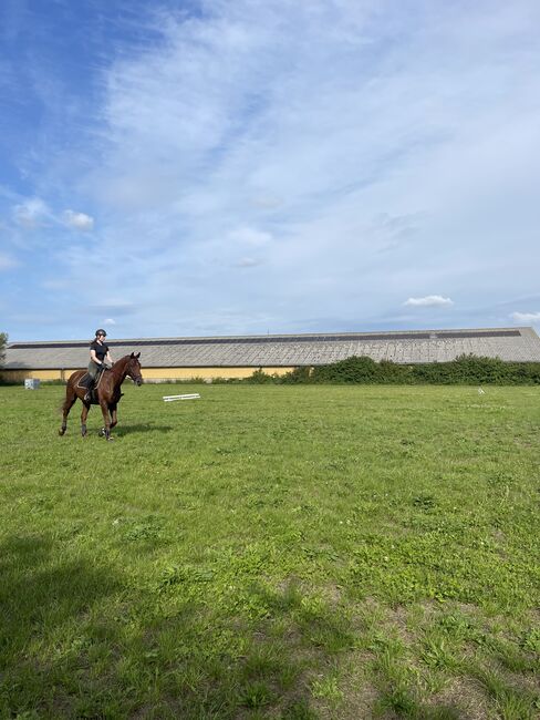 Offenstall Plätze frei 6200 Aabenraa Dänemark, Luckyhorseacademy, Sonstiges, Aabenraa, Abbildung 12