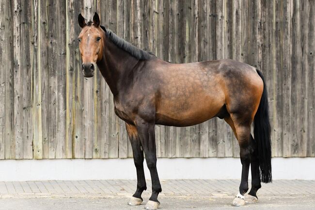 Oldenburger Springpferd 14jähriger Wallach / Corlensky x Landor S, Sebastian Koch, Pferd kaufen, Veldenz