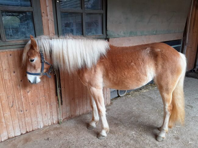 (Im Auftrag) Haflingerstuten zu VERKAUFEN, Julia Ottner, Horses For Sale, Krumbach