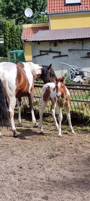 Paint horse  Hengstfohlen, Jentzsch, Horses For Sale, Eberswalde, Image 6