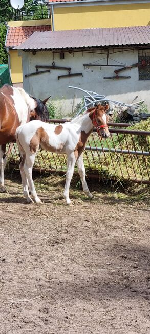 Paint horse  Hengstfohlen, Jentzsch, Horses For Sale, Eberswalde