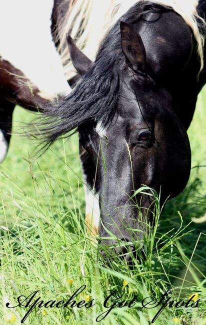 Paint Horse Deckhengst, Black-Tobiano, bildhübsch, T. Kern, Pferd kaufen, Reichenbach-Steegen