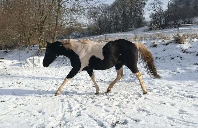 Paint Horse Deckhengst, Black-Tobiano, bildhübsch, T. Kern, Pferd kaufen, Reichenbach-Steegen, Abbildung 3