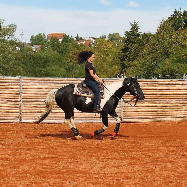 Paint Horse Deckhengst, Black-Tobiano, bildhübsch, T. Kern, Pferd kaufen, Reichenbach-Steegen, Abbildung 10