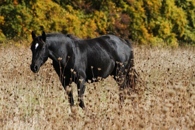 Paint Horse Eyecatcher mit 2 blauen Augen Black Tovero/Overo, GM Horses, Pferd kaufen, Warburg, Abbildung 6