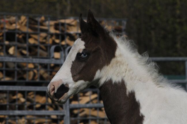 Paint Horse Eyecatcher mit 2 blauen Augen Black Tovero/Overo, GM Horses, Pferd kaufen, Warburg, Abbildung 7