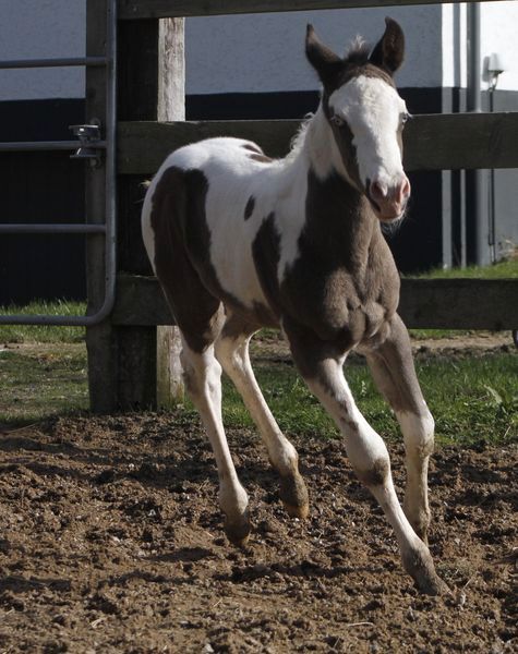 Paint Horse Eyecatcher mit 2 blauen Augen Black Tovero/Overo, GM Horses, Pferd kaufen, Warburg, Abbildung 8