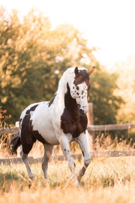 Paint Horse Eyecatcher mit 2 blauen Augen Black Tovero/Overo, GM Horses, Horses For Sale, Warburg, Image 3