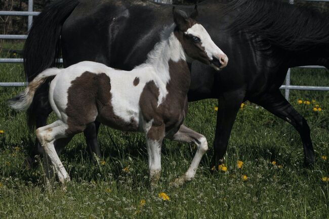 Paint Horse Eyecatcher mit 2 blauen Augen Black Tovero/Overo, GM Horses, Horses For Sale, Warburg, Image 4