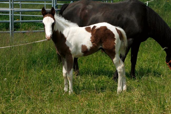 Paint Horse Eyecatcher mit 2 blauen Augen Black Tovero/Overo, GM Horses, Horses For Sale, Warburg, Image 9