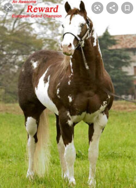 Paint Horse Stutfohlen Chestnut, Nadja Schulze , Horses For Sale, Schlüsselfeld , Image 3