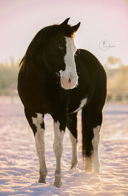 Paint Horse Stutfohlen Chestnut, Nadja Schulze , Horses For Sale, Schlüsselfeld , Image 5