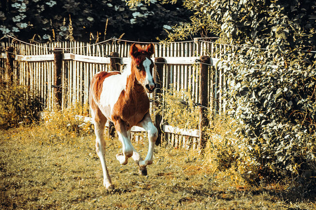 Paint Horse Hengst Fohlen 04/2023 Painthorse, Svenja, Pferd kaufen, Üxheim