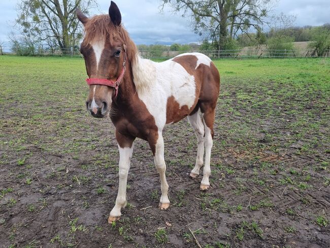 Paint horse  Hengstfohlen, Jentzsch, Pferd kaufen, Eberswalde, Abbildung 2