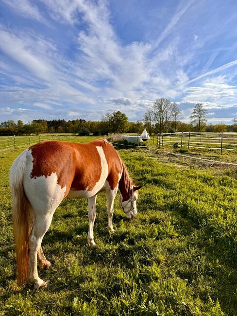 Paint Horse Stute ❤️, Astrid Croft, Horses For Sale, Langlingen, Image 3