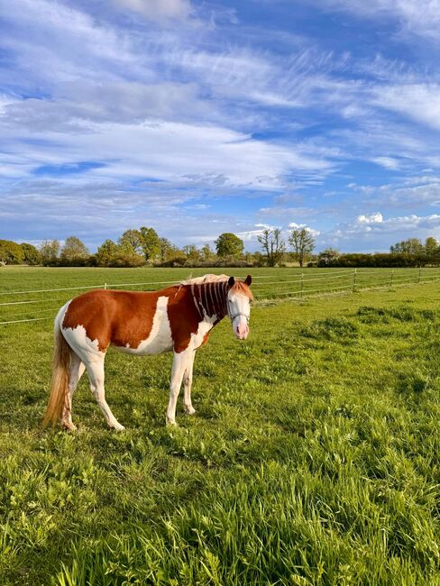 Paint Horse Stute ❤️, Astrid Croft, Pferd kaufen, Langlingen, Abbildung 5