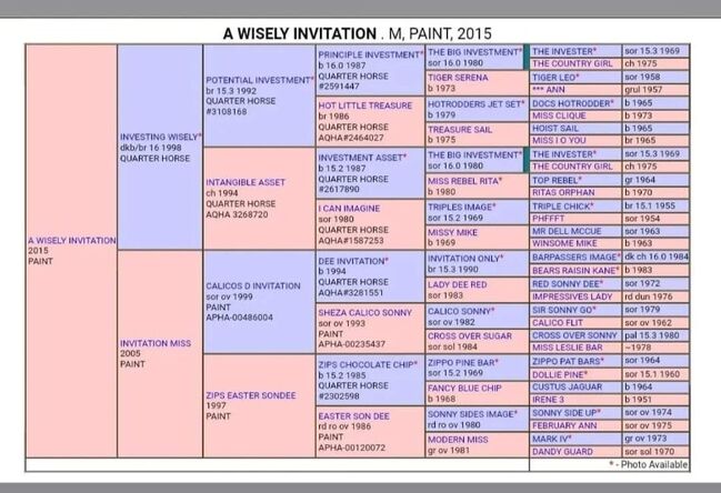 Paint Horse Stute (Zuchstute/Freizeitpferd), Julia Rödel, Pferd kaufen, Schwarzenbach a. Wald, Abbildung 7