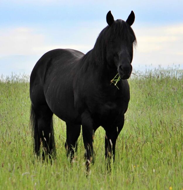 Paint Horse Stutfohlen Chestnut, Nadja Schulze , Pferd kaufen, Schlüsselfeld , Abbildung 4