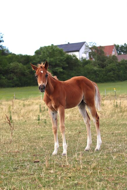 Paint Horse Stutfohlen Chestnut, Nadja Schulze , Pferd kaufen, Schlüsselfeld 