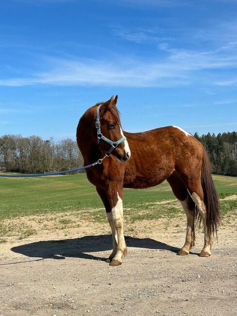 Paint Horse Junghengst sucht 5⭐️Zuhause, Meuche Alex, Horses For Sale, Arnstorf , Image 3