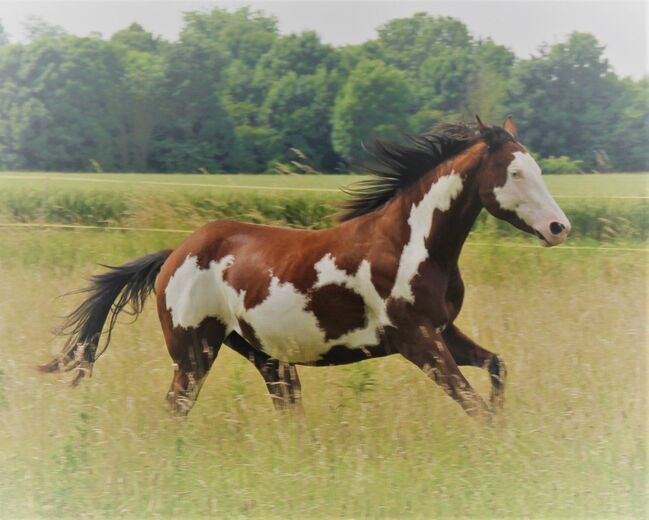 Paint Stute / Quarter High Brow Cat, GM Horses, Horses For Sale, Warburg, Image 2