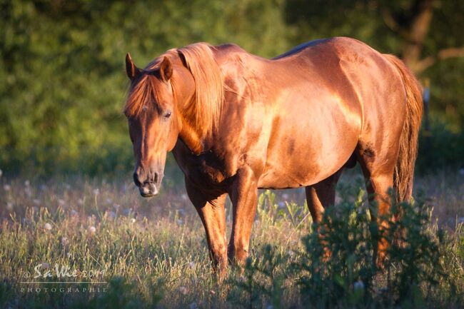 Paint Stute / Quarter High Brow Cat, GM Horses, Pferd kaufen, Warburg, Abbildung 3