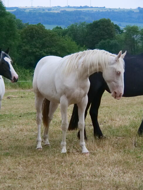 Paint x Pinto Wallach (Cremello/ Tobiano), Thomas Graßhoff, Horses For Sale, Nordrhein-Westfalen - Marienmünster, Image 4