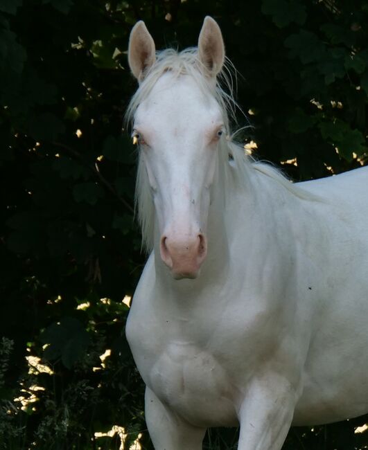 Paint x Pinto Wallach (Cremello/ Tobiano), Thomas Graßhoff, Pferd kaufen, Nordrhein-Westfalen - Marienmünster, Abbildung 2