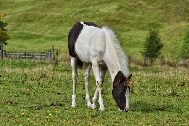 Painthorse Stute, zweijährig, Eva-Maria Haas, Horses For Sale, Gerlos, Image 2