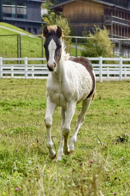 Painthorse Stute, zweijährig, Eva-Maria Haas, Horses For Sale, Gerlos, Image 5