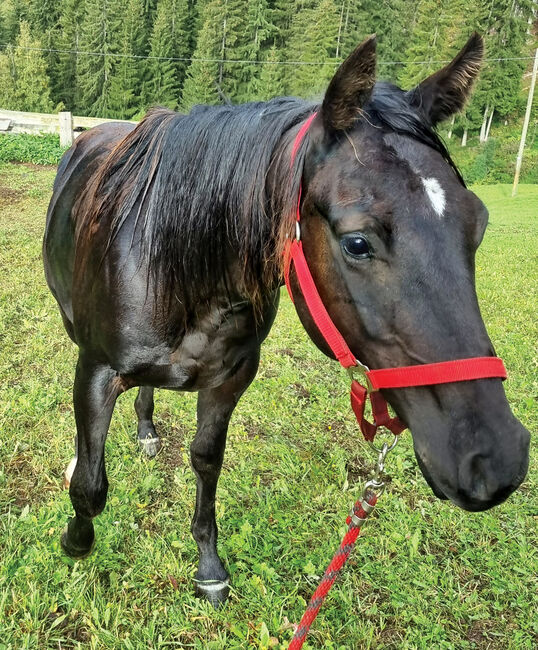 Painthorse Wallach, Black Shadow, Pferd kaufen, Sarntal, Abbildung 2