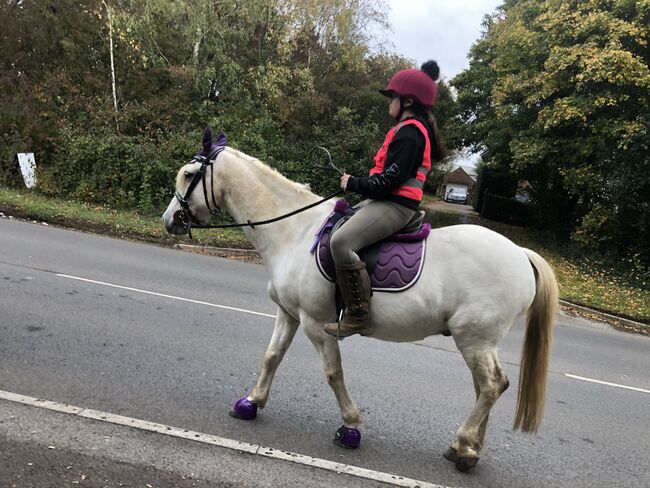 Part/full loan, Kelly, Horses For Sale, Bristol, Image 6