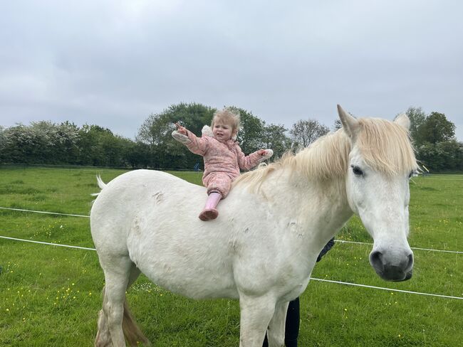 Part/full loan, Kelly, Horses For Sale, Bristol, Image 12