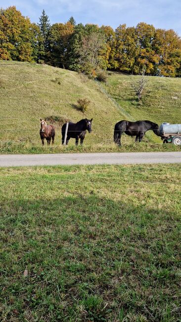 Percheronstuten, Toni Lautenbacher, Pferd kaufen, Bad kohlgrub 