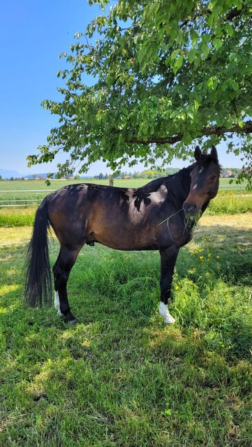 Pferd zu Verkaufen, Regula, Pferd kaufen, Wahlendorf, Abbildung 3