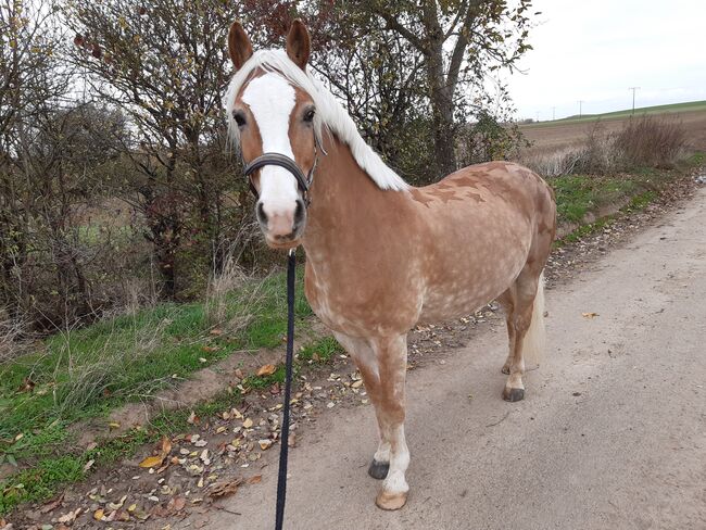 Pflege/Reitbeteiligung, Ronja hellmeister, Reitbeteiligungen, Gau-Odernheim