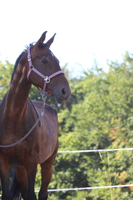 Fotoshooting, Rebecca, Horse photography, Gevelsberg 