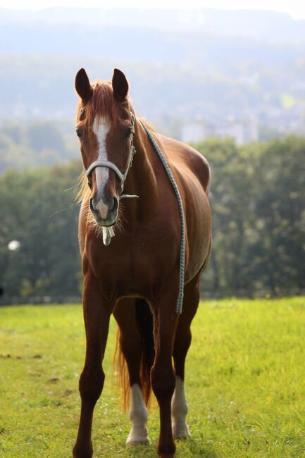 Fotoshooting, Rebecca, Horse photography, Gevelsberg , Image 2