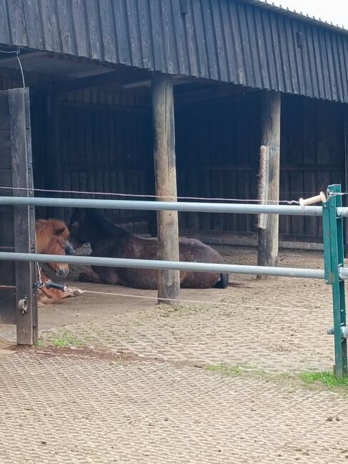 Platz für ein Pony im Offenstall, Iris Ritzerfeld , Stallplätze, Hellenthal