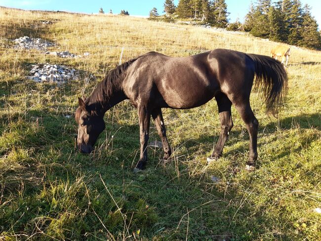 Polnische Warmblut Stute, Elisabeth Moosbrugger , Pferd kaufen, Bezau 