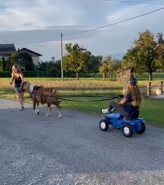 Pony Bella, Doris, Pferd kaufen, Andorf