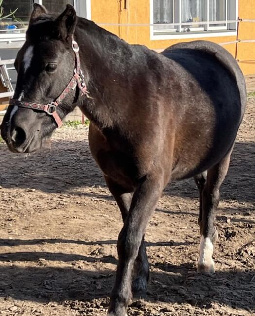 Ponystute zur Verfügung 3 jährig, Laura, Horses For Sale, Erlau