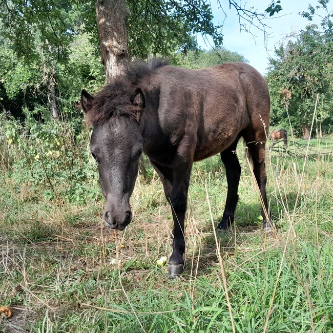 Pony- Mix - Jährling, Rudi , Pferd kaufen, Hirschstein, Abbildung 2