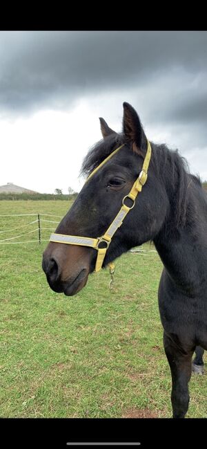 Pony sized headcollar, Charlie Moss, Halters, Image 2