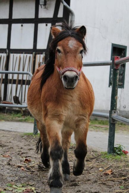 Ponywallach, Schräder, Pferd kaufen, Borgholzhausen , Abbildung 3