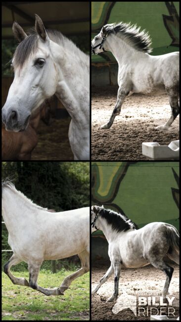 PRE (Andalusier) Stute schwanger, Roberto Serna Vivenzi, Pferd kaufen, Guimarães, Abbildung 6