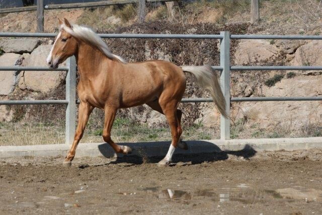 PRE Palomino 2 Jahre schöne Zeichnung viel Potenzial, Post-Your-Horse.com (Caballoria S.L.), Pferd kaufen, Rafelguaraf, Abbildung 4