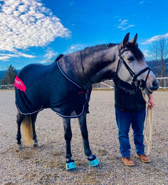 PRE Wallach für Dressur, Barock oder Working Equitation, Pferdevermittlung Leus, Pferd kaufen, Krottendorf bei Ligist, Abbildung 5