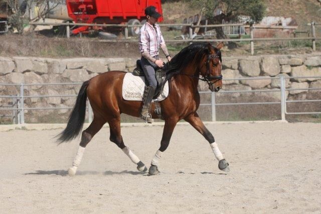 PRE Zorro 6 jahre / 170cm Basis geritten, Post-Your-Horse.com (Caballoria S.L.), Pferd kaufen, Rafelguaraf, Abbildung 6